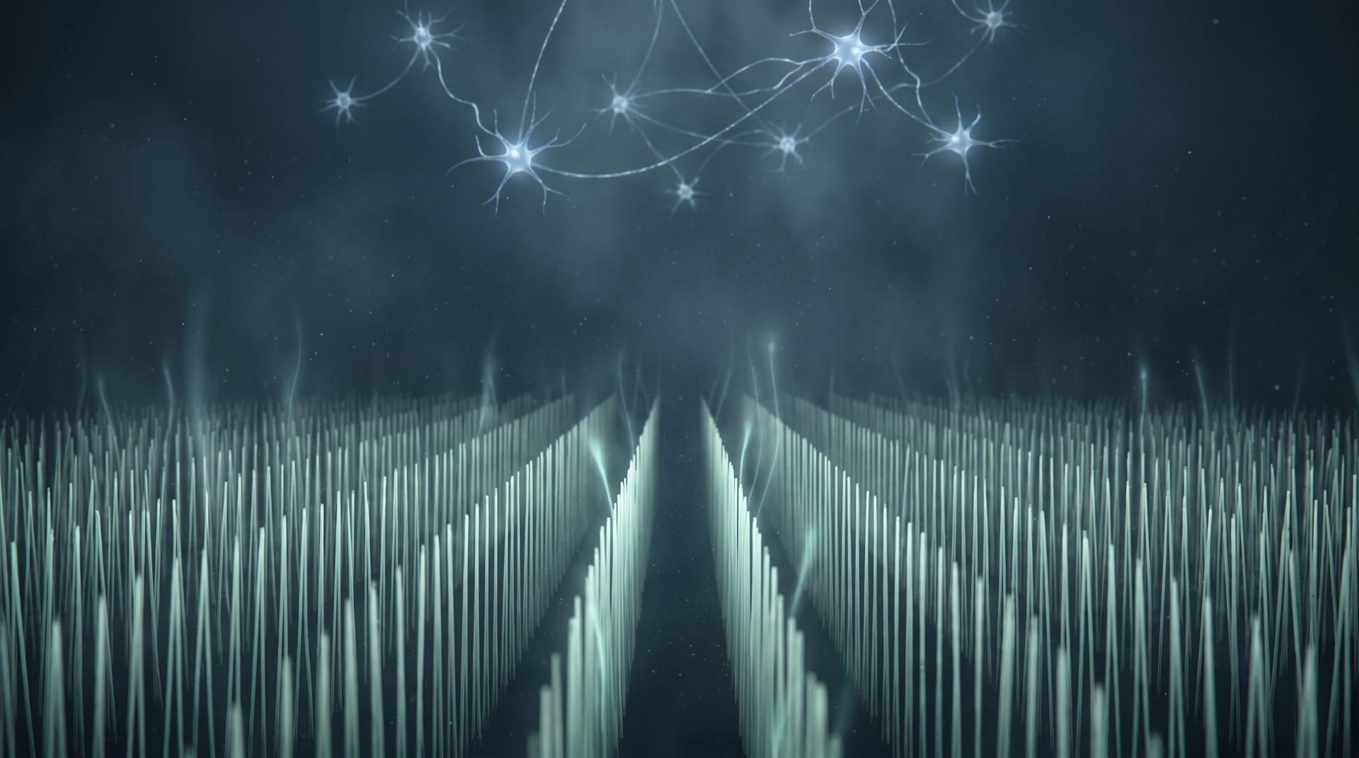 An ordered field of glowing hair-cell filaments beneath a calm constellation of neurons